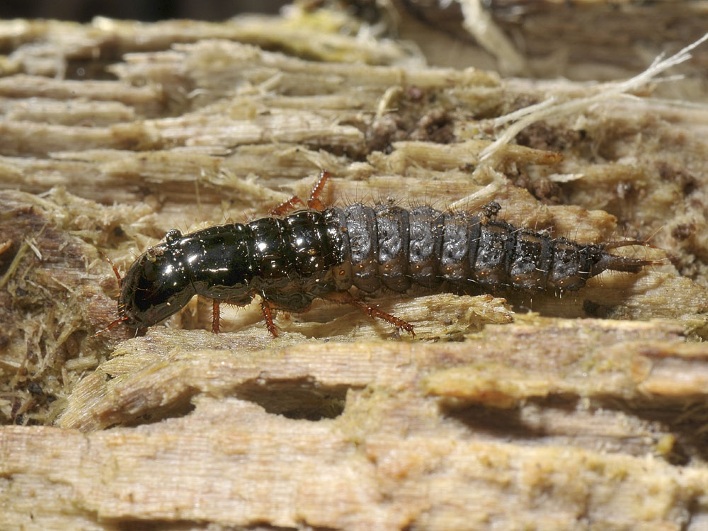 Larva di Ocypus (Staphylinidae)